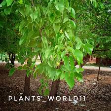 Image result for Colophospermum