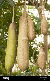 Image result for Kigelia africana