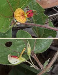 Image result for Rhynchosia monophylla