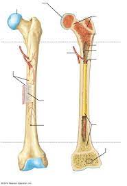 The long bones of the body contain many distinct regions due to the way in which they develop. Long Bone Diagram Labeled Anatomy Of Long Bone Physiology With Chu At Calistoga The Humerus And The Femur Are Corresponding Bones Of The Arms And Legs Respectively Agrimasaladeri