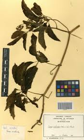 Image result for Cissus aralioides