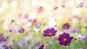 Check spelling or type a new query. Spring Wildflowers Wallpapers Wallpaper Cave