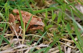 Brauner Frosch Foto Bild Wasser Fruhling Teich Bilder Auf Fotocommunity