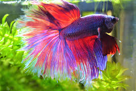 Flared, forming a d shape with straight edging. My 2 Years Old Butterfly Dragon Over Halfmoon Betta Aquariums