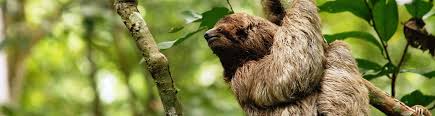 Since they camouflage themselves so well, you could walk past a sloths are easier to see in central and south pacific and the caribbean due to the high humidity and lush rainforest all year round. Costa Rica Sloths Where To Find Costa Rica Sloths