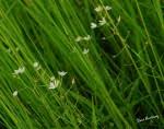 Image result for Ornithogalum flexuosum