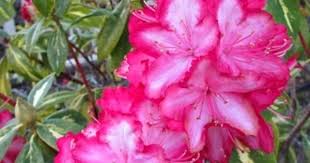 Rhododendron President Roosevelt It Has Variegated Foliage Flower Garden Beautiful Flowers Planting Flowers