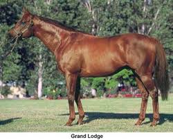 Grand Lodge Great Grandson Of Secretariat Through Secretariat S Daughter Six Crowns And His Grandson Eclipse Ch Thoroughbred Horse Racing Sport Horse Horses
