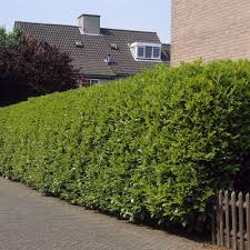 We did not find results for: Laurier Palme Vente Laurier Palme Prunus Laurocerasus Rotundifolia