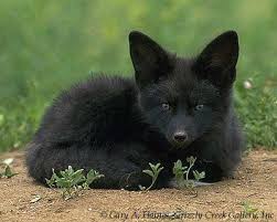 Black And Orange Fox Breed Beatiful Foxes Fox Breeds Animals Beautiful Fox