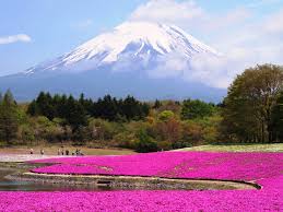 Mt Fuji Shibazakura Flower Festival Life To Reset