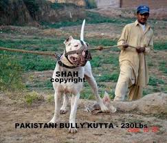 Pure our original bread hay. Imported Bully Kutta