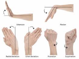 Wrist and Finger Mobility