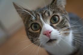 Primary liver cancer is rare in cats and accounts for less than two percent of all cases. Ultimate Guide How Long Can Cats Survive Without Eating Food And Water Happypetsnow Com
