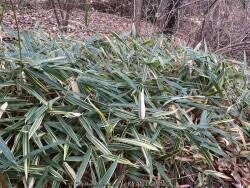 Image result for Pleioblastus fortunei