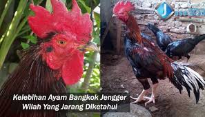 Gambar ayam bangkok gambar ayam geprek gambar ayam jago burung unggas. Ayam Ninja Asli Ayam Mania