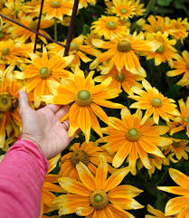 Image result for Rothia hirsuta