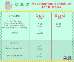 Cat Vaccination Schedule When Is The Right Time To Give The