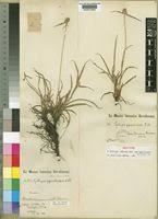 Image result for Kyllinga odorata