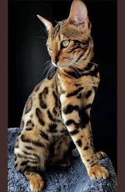 Denn bei ihr trifft das wilde aussehen eines leoparden auf das liebenswerte temperament einer hauskatze. Gorgeous Cat Cute Animals Bengal Katzchen Katzen Bengalkatze