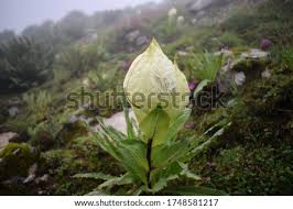 Send flowers to india same day: Shutterstock Puzzlepix