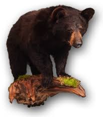 Does shopping for the best black bear fur rug get stressful for you? For Full Functionality Of This Site It Is Necessary To Enable Javascript Here Are The Instructions How To Enable Javascript In Your Web Browser