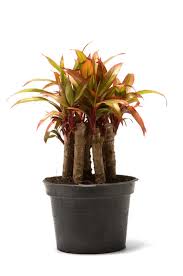 Image result for Dracaenaceae