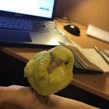 Kusum Yem Kusuyor Ve Uyuyor Muhabbet Kusu Forumu Muhabbetkusu Com Tr