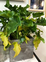 Brand New Little Hope Philodendron Turning Yellow Houseplants