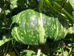 First taste kabocha squash grows well on trellises or along a fence. Amazon Com Japanese Pumpkin Kabocha Squash Seeds 15 Seeds Garden Outdoor