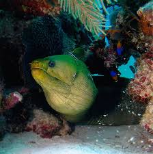 Duiken In Cozumel Met Dressel Divers