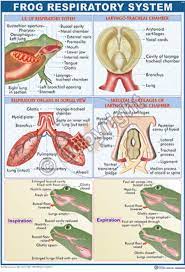 Victory Graphik Z 51 Frog Respiratory System