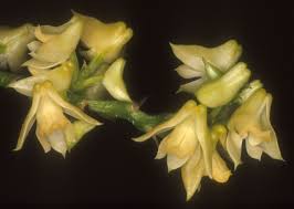 Image result for Polystachya bennettiana