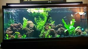 My 75 Gallon Chiclid Tank With Live Plants And Lave Rock Nature Aquarium 75 Gallon Aquarium Diy Aquarium