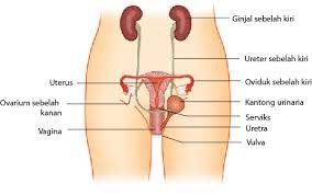 Bagian Bagian Organ Reproduksi Wanita Dan Fungsinya Myrightspot Com