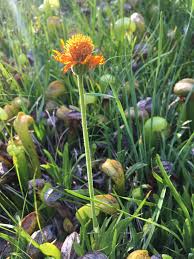 Image result for Tricalysia schliebenii