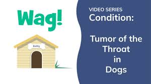 Tracheal cancer originates in the trachea and will affect the dog's breathing. Tumor Of The Throat In Dogs Signs Causes Diagnosis Treatment Recovery Management Cost