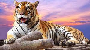 Wild Tiger Wallpapers Obtain Hd Images New Tiger Wallpaper Animal Wallpaper Tiger Wall Art
