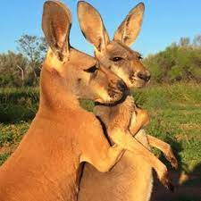 抱きしめたくてどうしよう かわいすぎるカンガルー6選 美しい動物 カンガルー 可愛すぎる動物