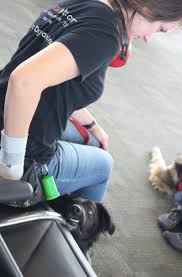 Vice dog, training a service dog for ptsd, training a service dog for anxiety, training a psychiatric service dog, etc. What Is Involved With Training My Own Service Dog Medical Mutts Service Dogs Inc