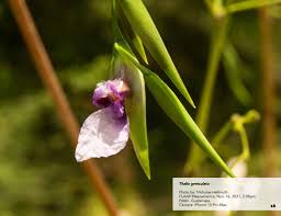 Image result for Thalia geniculata