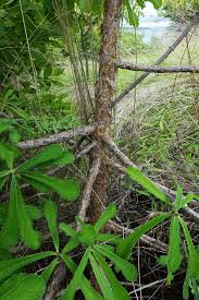 Image result for Chlorophytum zingiberastrum