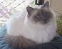 Birman Kittens for Sale - Felines4us