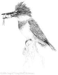 Feel free to explore, study and enjoy paintings with paintingvalley.com Pin On Bird Artwork