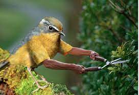 Gambar burung lovebird editan lucu divaresep com gambar burung lovebird editan lucu gambar lucu 18 gambar meme lucu tentang burung apalagi no 9 www ratukicau com lovebird bro orbitan om kutil saat paud diberi masteran kipas fiber 10 burung langka hasil rekayasa. 15 Foto Editan Hewan Ini Sukses Bikin Ngakak Absurd Parah