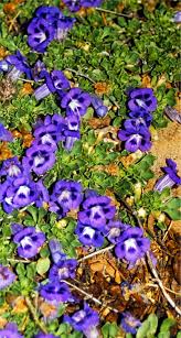Image result for Aptosimum procumbens