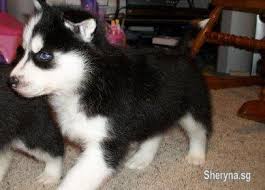 Blue Eyes Siberian Husky Puppies Ready Now Pets For Sale In Singapore Sheryna Sg Mobile 140949