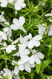 Image result for lobelia combine composition