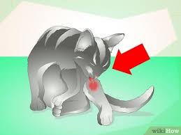 A puncture wound can be caused by splinters, sharp objects like nails, pins, or glass. How To Treat An Abscess On A Cat 11 Steps With Pictures