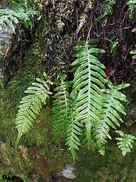 Image result for Polypodiaceae